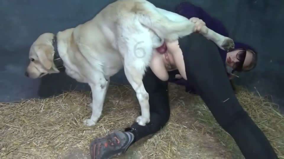 女人和猪pig狗dog海报剧照
